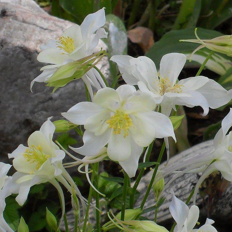 Aquilegia 'Kristall' - Ancolie hybride blanche