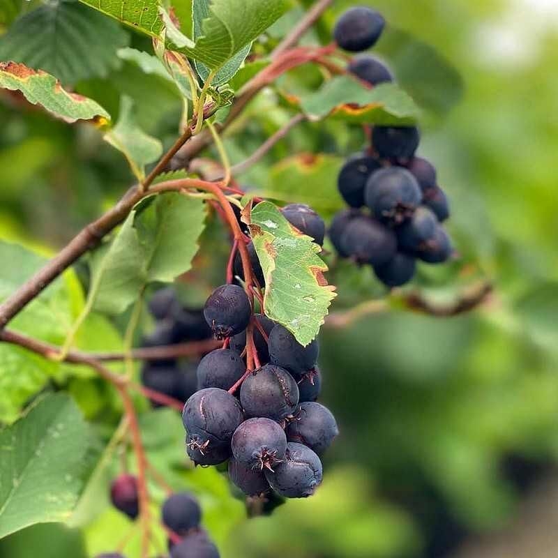 Amelanchier alnifolia 'Honeywood' - Amélanchier à fruits tardifs