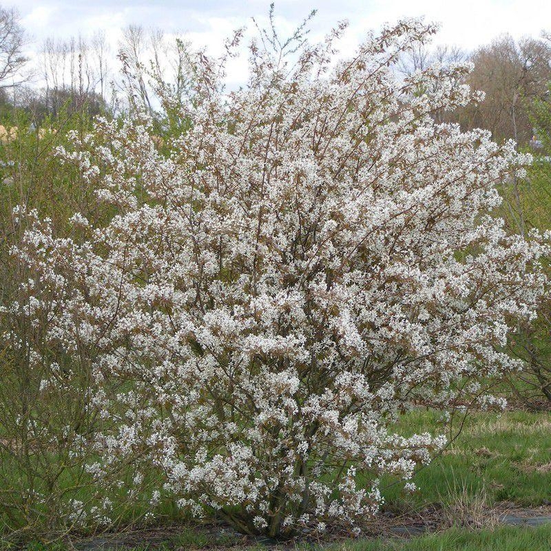 Amelanchier canadensis - Amelanchier du canada en racines nues