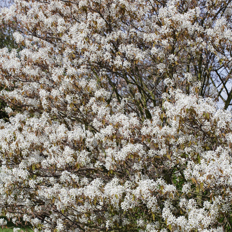 Amélanchier de Lamarck - Amelanchier lamarckii 4L