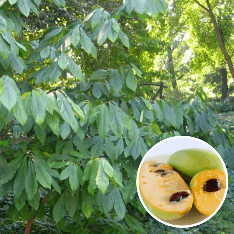 Asimina triloba 'Mitchell' - Asiminier trilobé à gros fruits jaunes - PawPaw