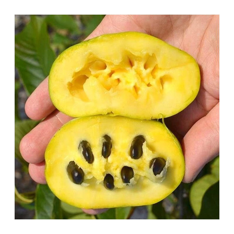 Asimina triloba 'Sunflower' - Asiminier trilobé à gros fruits jaunes - PawPaw
