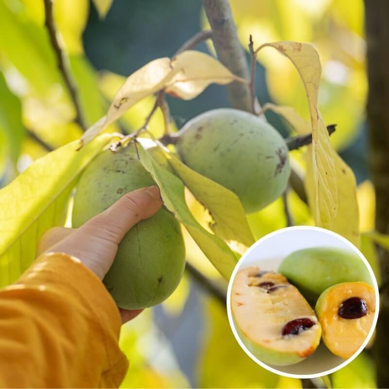 Asimina triloba 'Rappahannock' - Asiminier trilobé - PawPaw