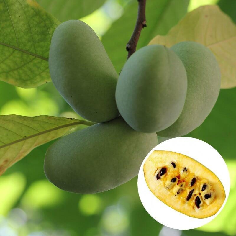 Asimina triloba 'Overleese' - Asiminier trilobé - PawPaw