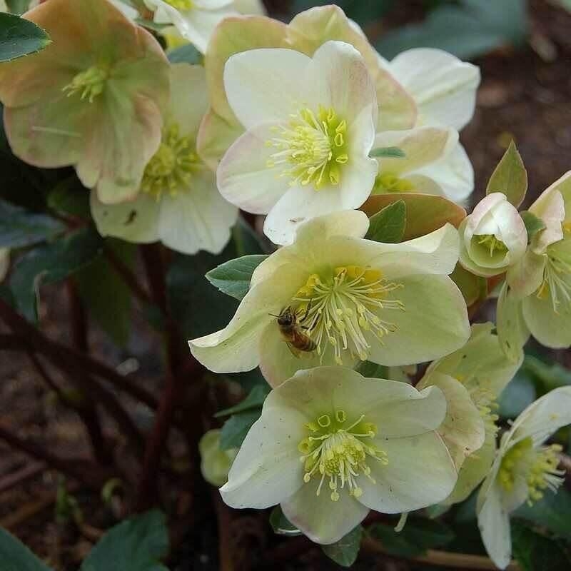 Helleborus niger 'Praecox' - Rose de Noël - Hellébore noire
