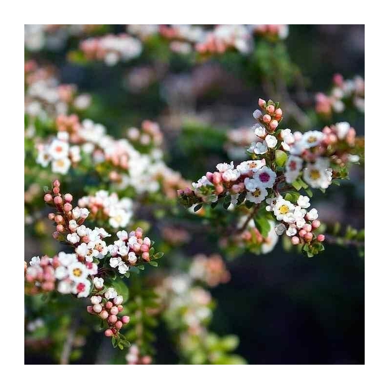 Thryptomene calycina - Myrte bruyère de Grampians