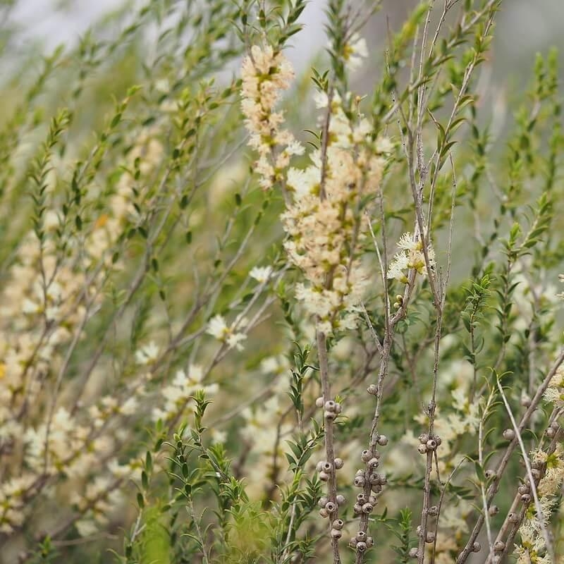 Melaleuca acuminata – Myrte de miel du Mallee