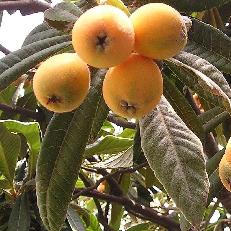 Eriobotrya japonica * - Néflier du Japon - Bibacier