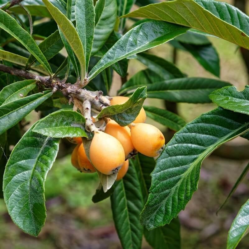 Eriobotrya japonica 'Early Red' * - Néflier du Japon