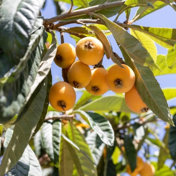 Eriobotrya japonica 'Champagne' * - Néflier du Japon