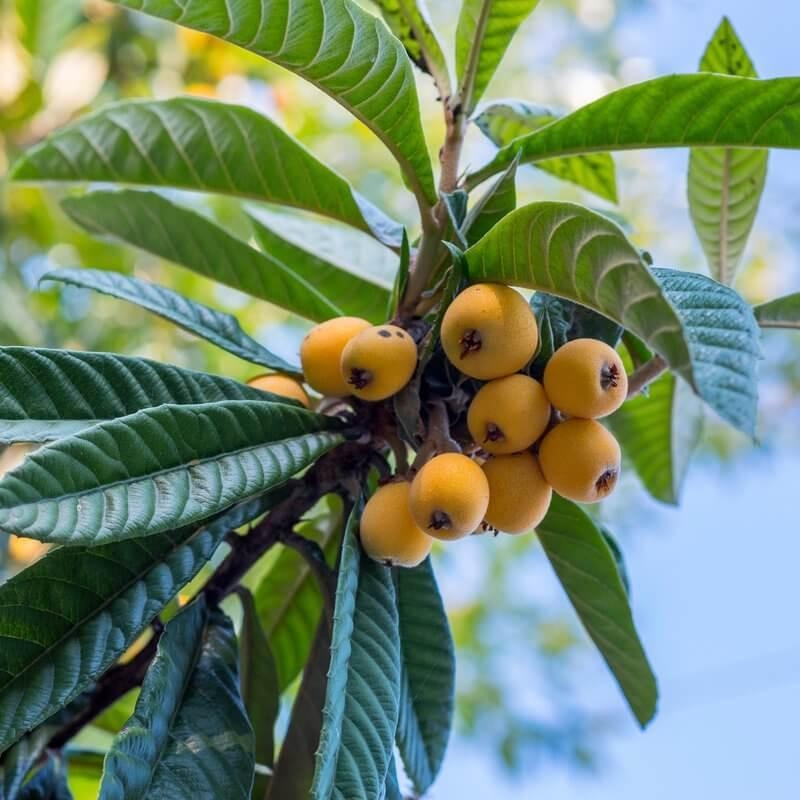 Eriobotrya japonica * en pot - Néflier du Japon - Bibacier