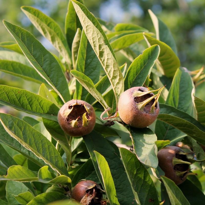 Mespilus germanica - Néflier commun d'Allemagne en racines nues