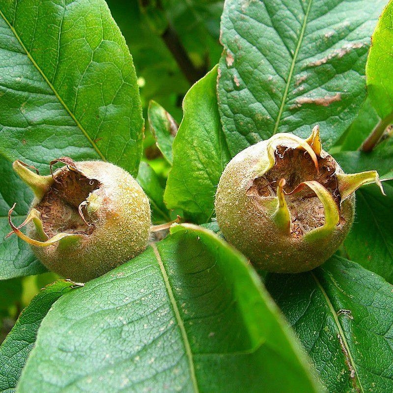 Mespilus germanica 'Nottingham' - Néflier précoce