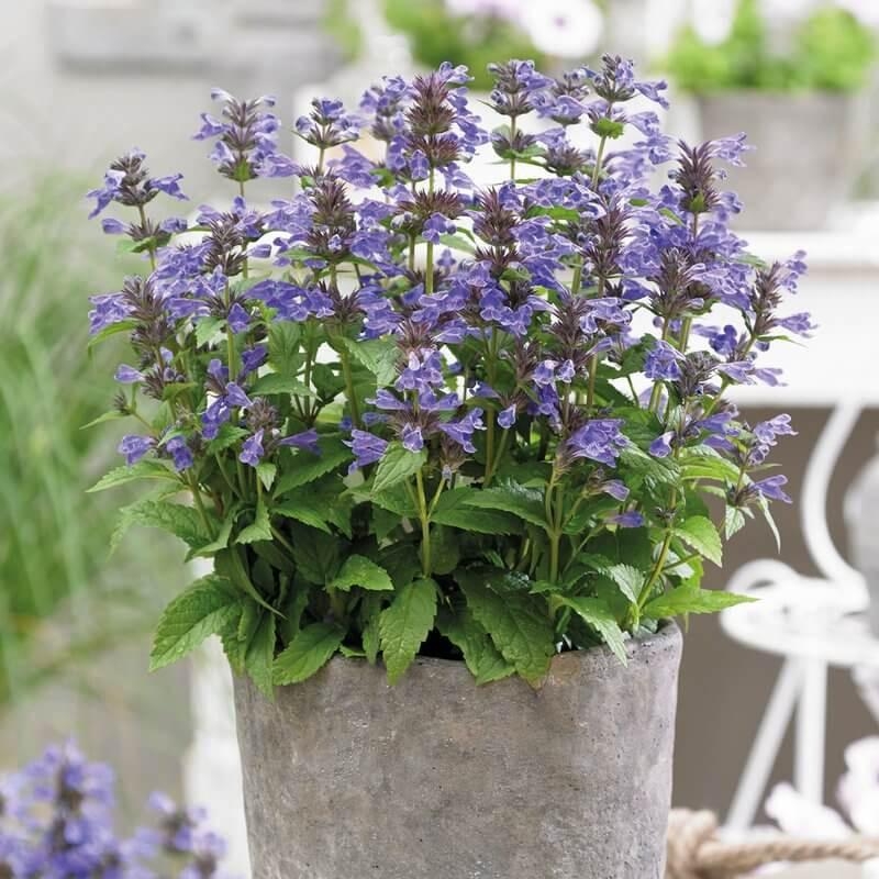 Nepeta 'Bokratune' - Herbe à chats Neptune - Chataire nervurée