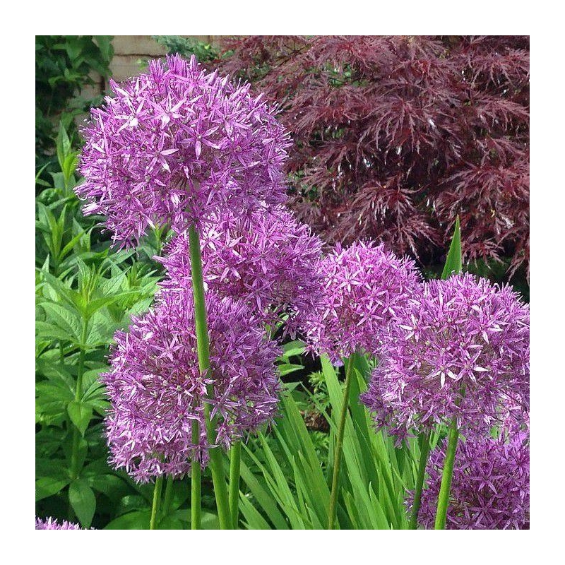 Allium aflatunense 'Purple Sensation' - Ail d'ornement pourpre