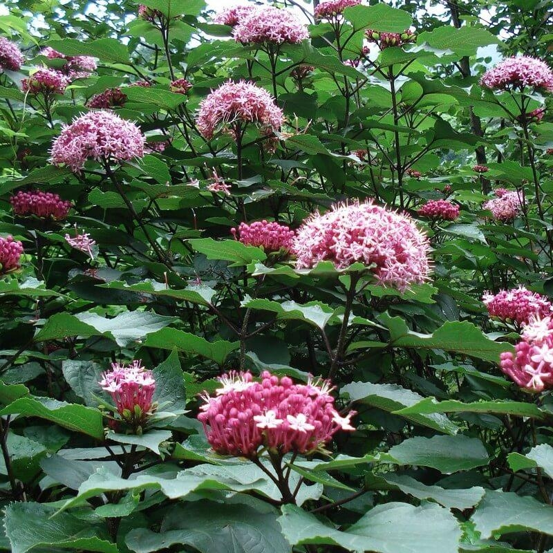 Clerodendrum bungei – Clerodendron de Bunge