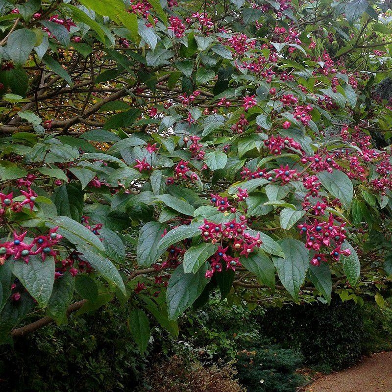 Clerodendron trichotomum 'Fargesii' - Arbre de la Chance de Chine