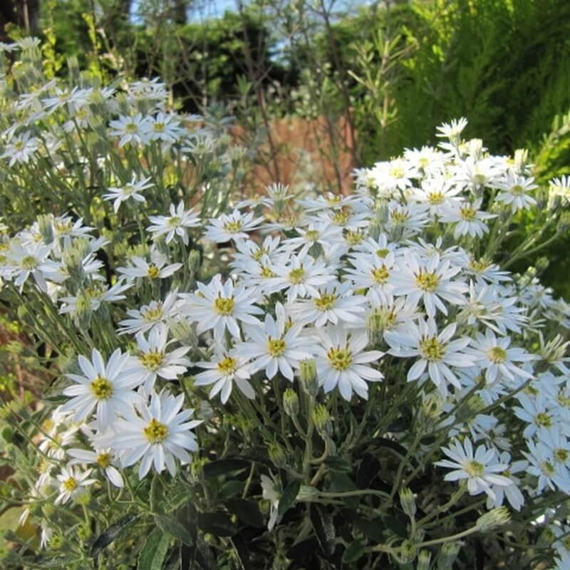 Olearia x scilloniensis - Paquerette en arbuste