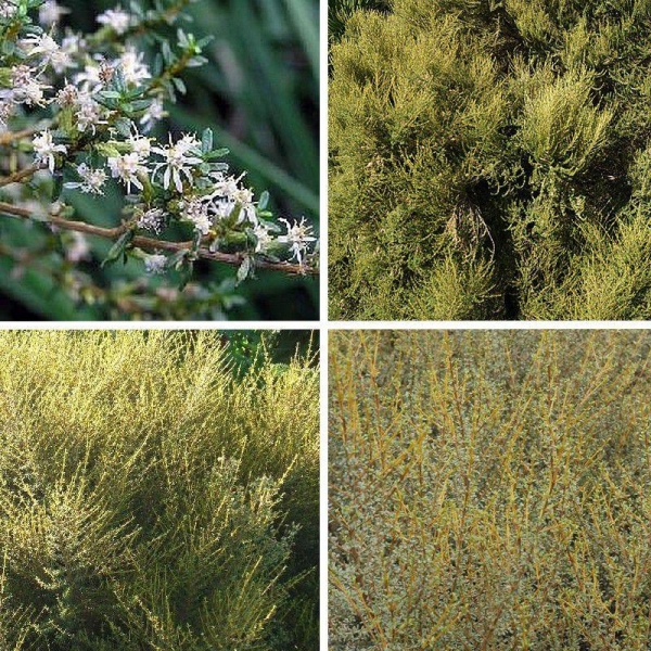 Olearia solandri 'Aurea' - Pâquerette en arbre jaune