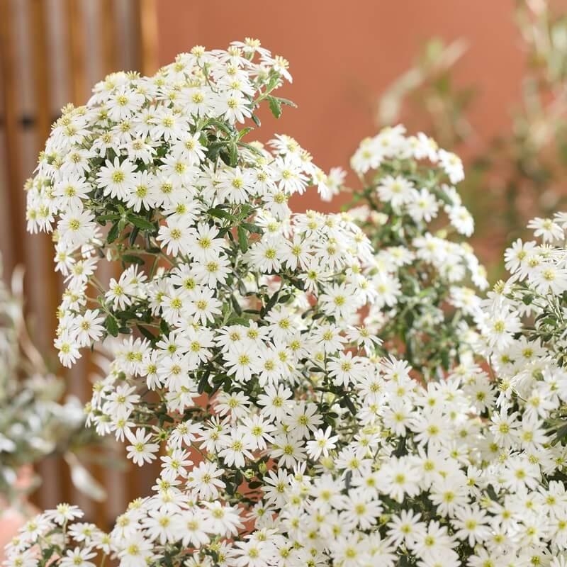 Olearia phlogopappa 'Spring Bling' - Paquerette en arbuste
