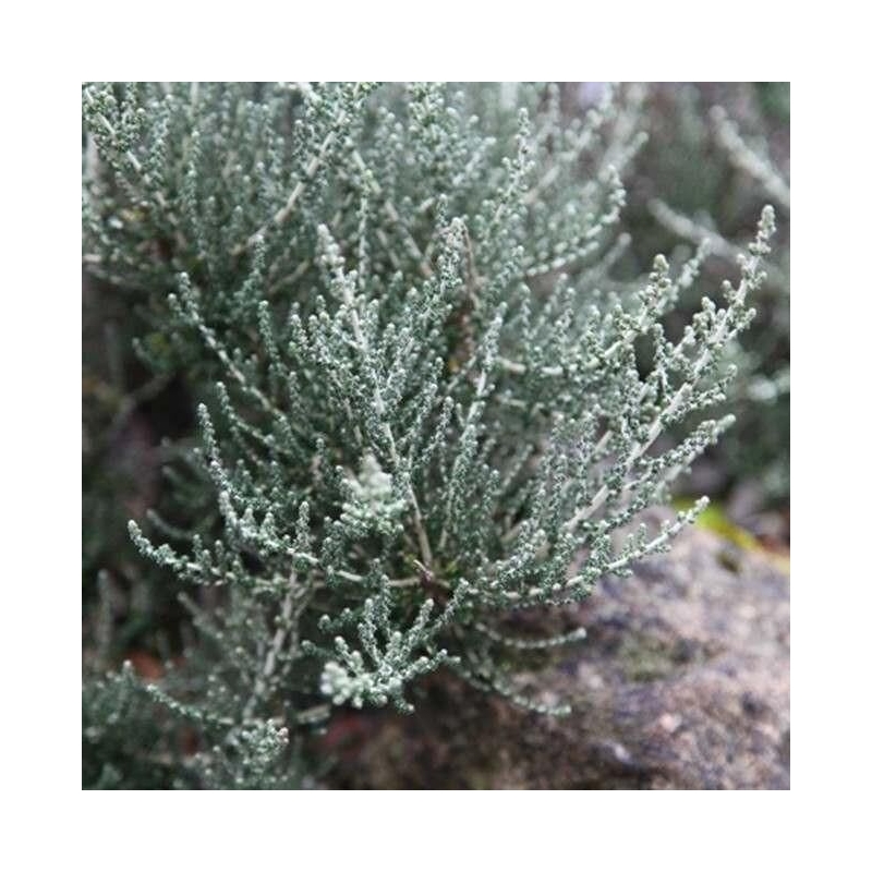 Olearia algida 'Mark' - Buisson marguerite graphique