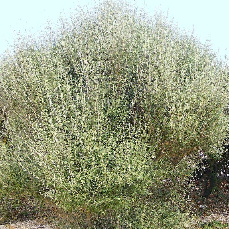 Olearia virgata - Pâquerette en arbre blanc parfumée