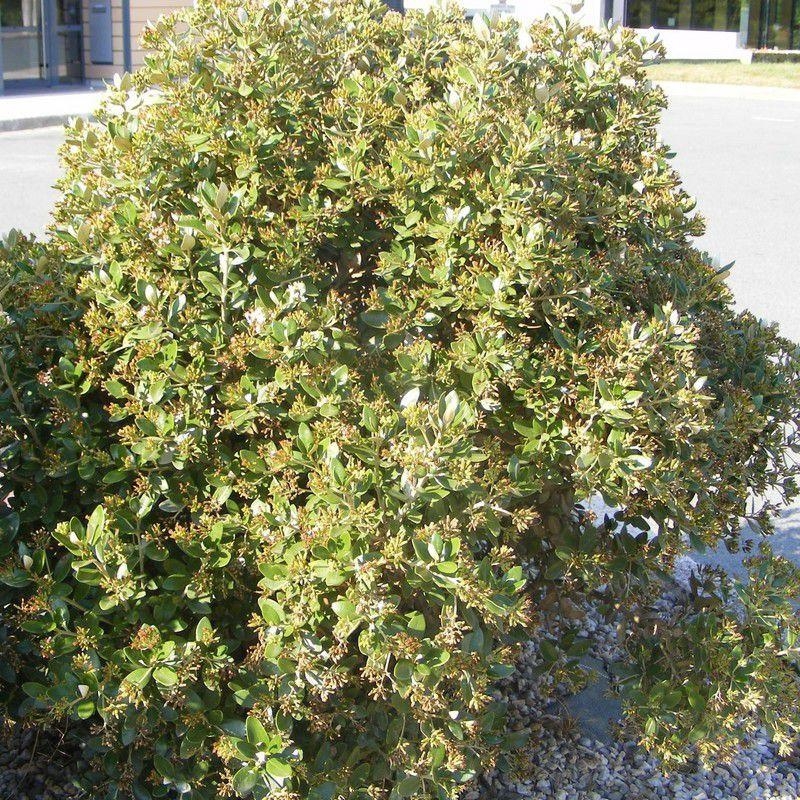 Olearia Traversii - Pâquerette en arbre de bord de mer