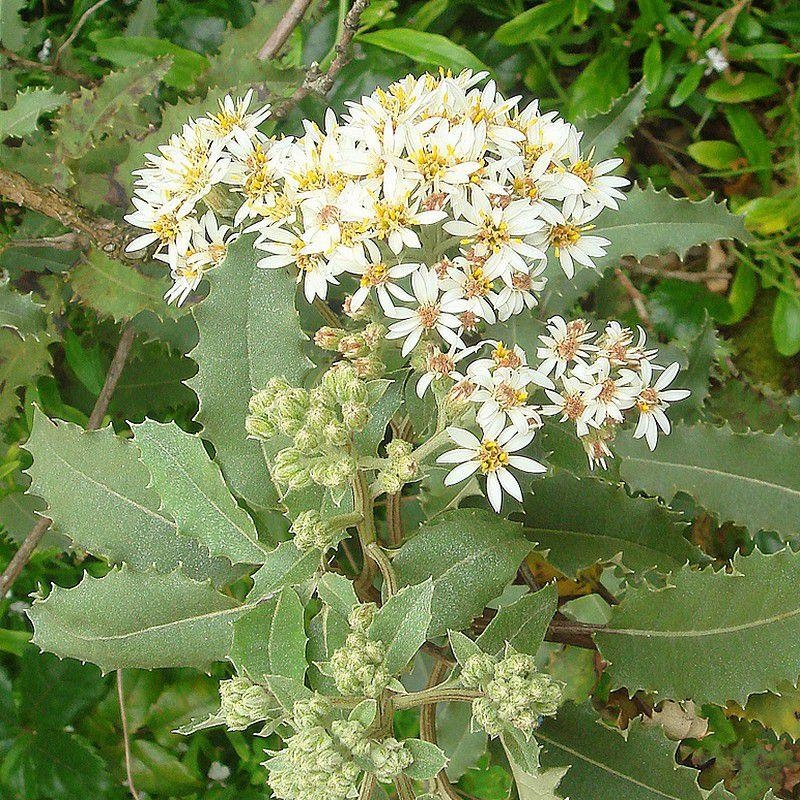 Olearia macrodonta 'Major' - Houx de Nouvelle-Zélande - Pâquerette en arbre parfumée