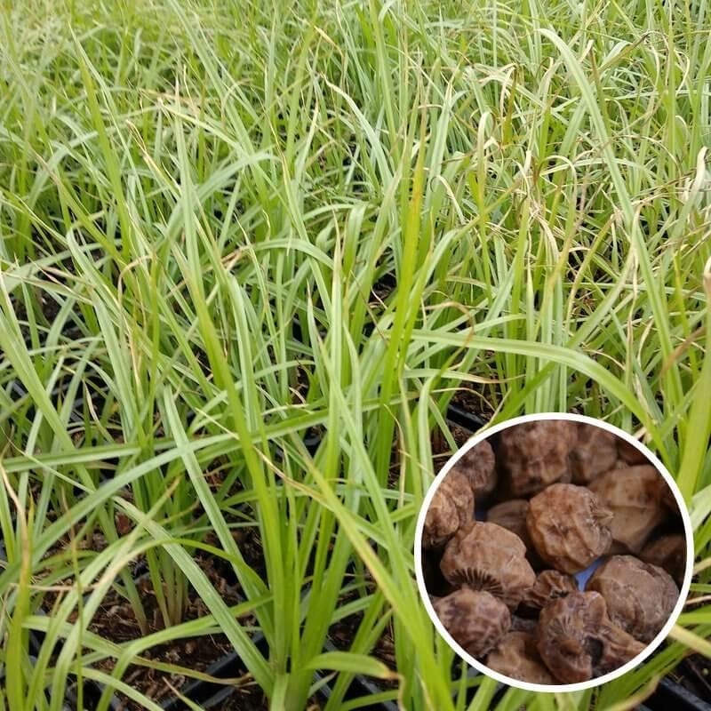Cyperus esculentus - Amande de terre - Souchet comestible