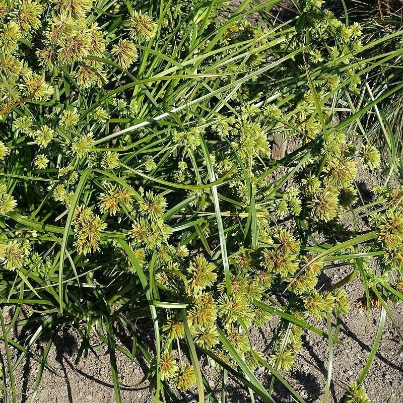 Cyperus glaber - Papyrus - Souchet glabre