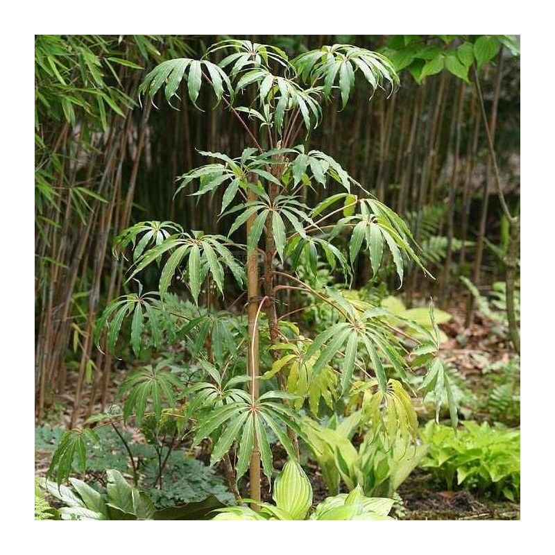Schefflera taiwaniana - Scheffléra de Taïwan rustique
