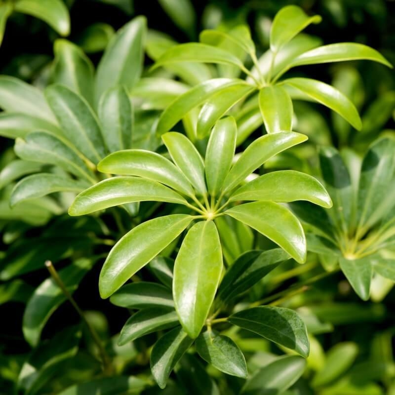 Schefflera leucantha