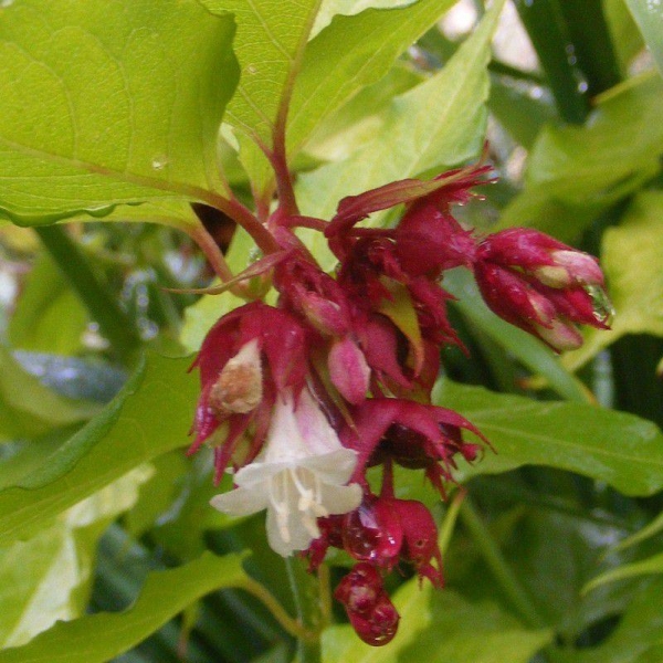 Leycesteria formosa 'Golden Lantern' - Arbre aux faisans rouge doré