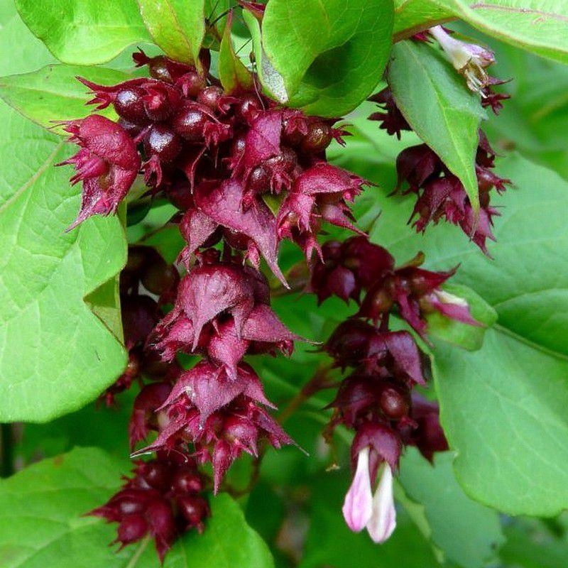 Leycesteria formosa 'Purple Rain' - Arbre aux faisans rouge pourpre