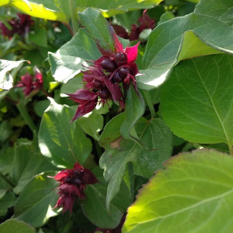 Leycesteria formosa - Arbre aux faisans rouge
