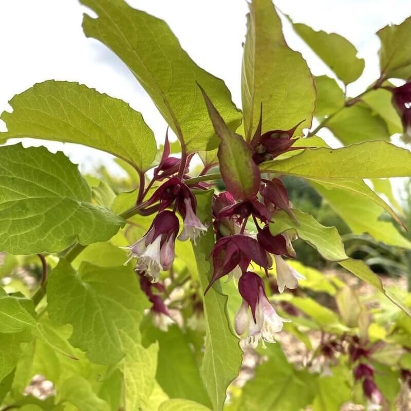 Leycesteria formosa 'Little Lanterns' - Arbre aux faisans