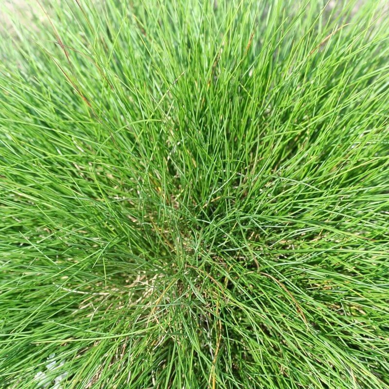 Festuca gautieri - Fétuque de Gautier