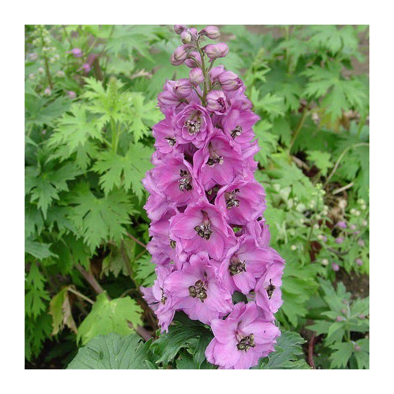 Delphinium pacific 'Astolat' - Pied d'alouette vivace rose