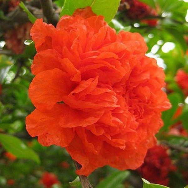 Punica granatum 'Pleniflora' - Grenadier à fleurs oranges
