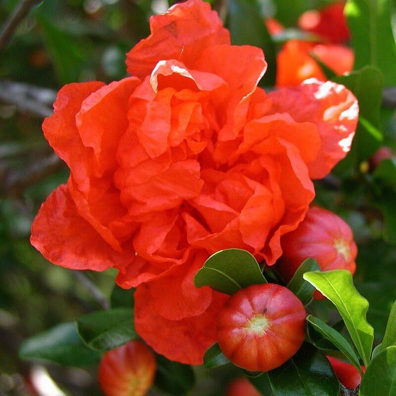 Punica granatum 'Maxima Rubra' - Grenadier à fleurs rouges
