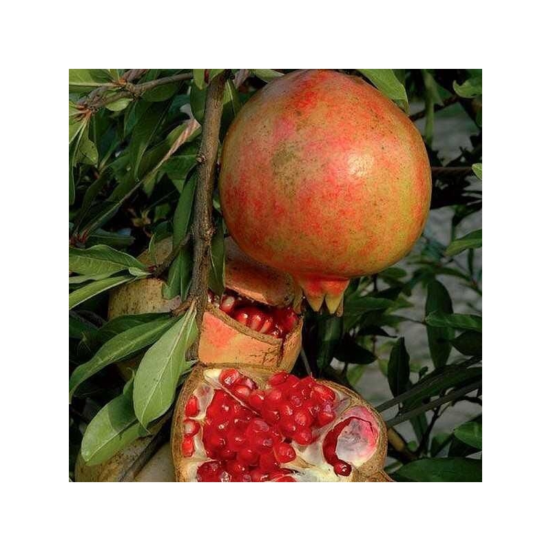 Punica granatum 'Dente di Leone' - Grenadier fruit à grenade aigre douce