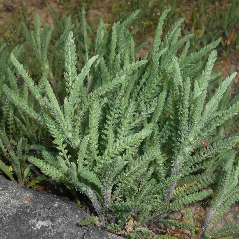 Achillea crithmifolia - Achillée blanche tapissante