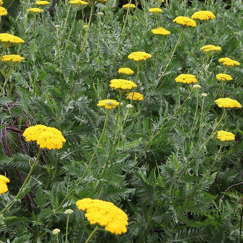 Achillea filipendulina 'Cloth of Gold' - Achillée drap d'or