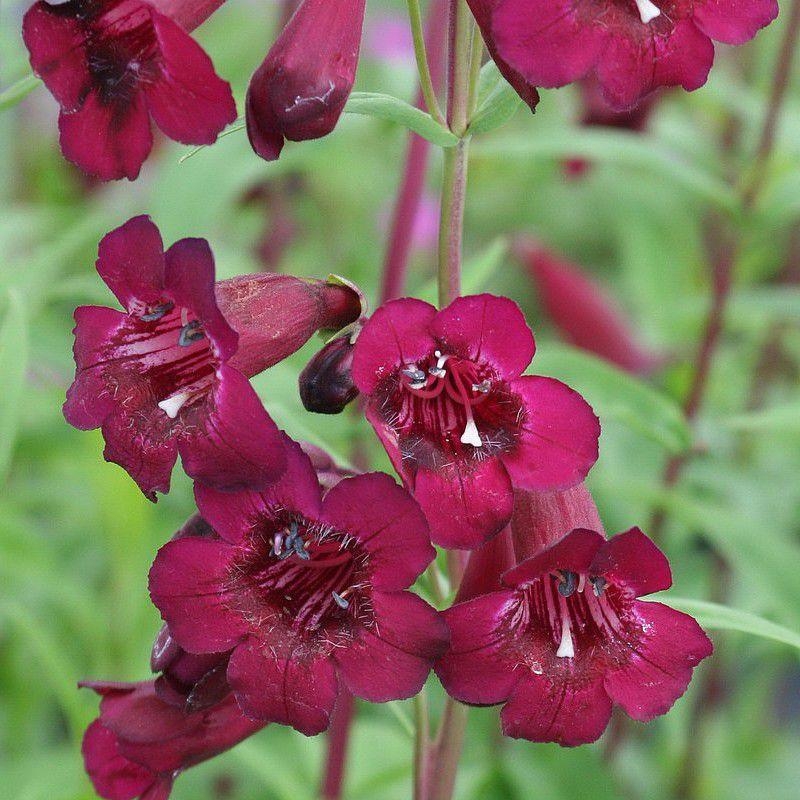 Penstemon 'Rich Ruby' - Galane lie de vin