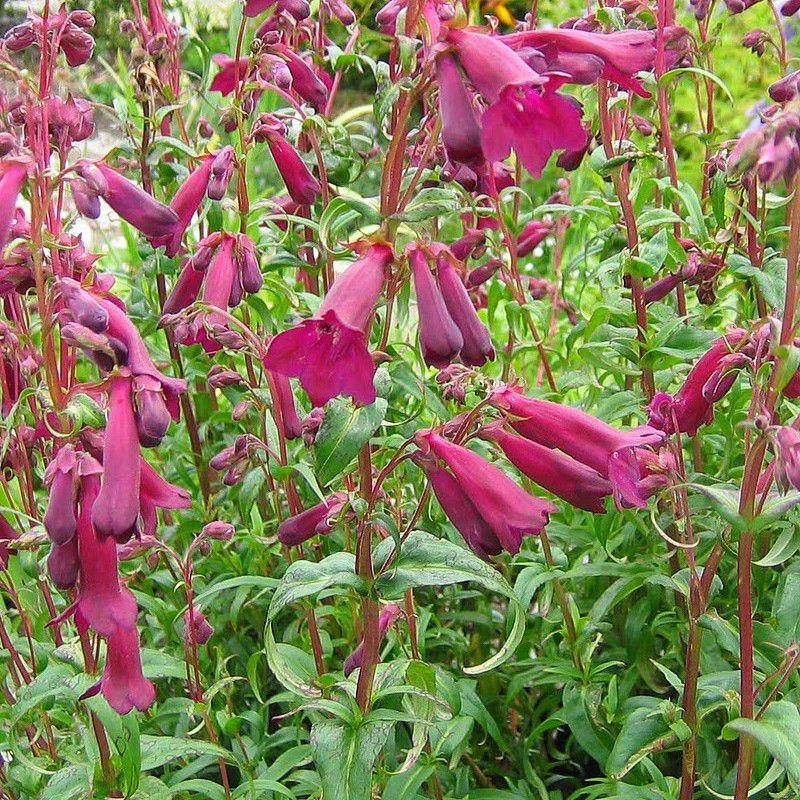 Penstemon 'Black Bird' - Galane violet