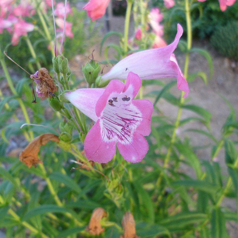 Penstemon 'Souvenir d'Adrien Regnier' - Galane rose et blanc