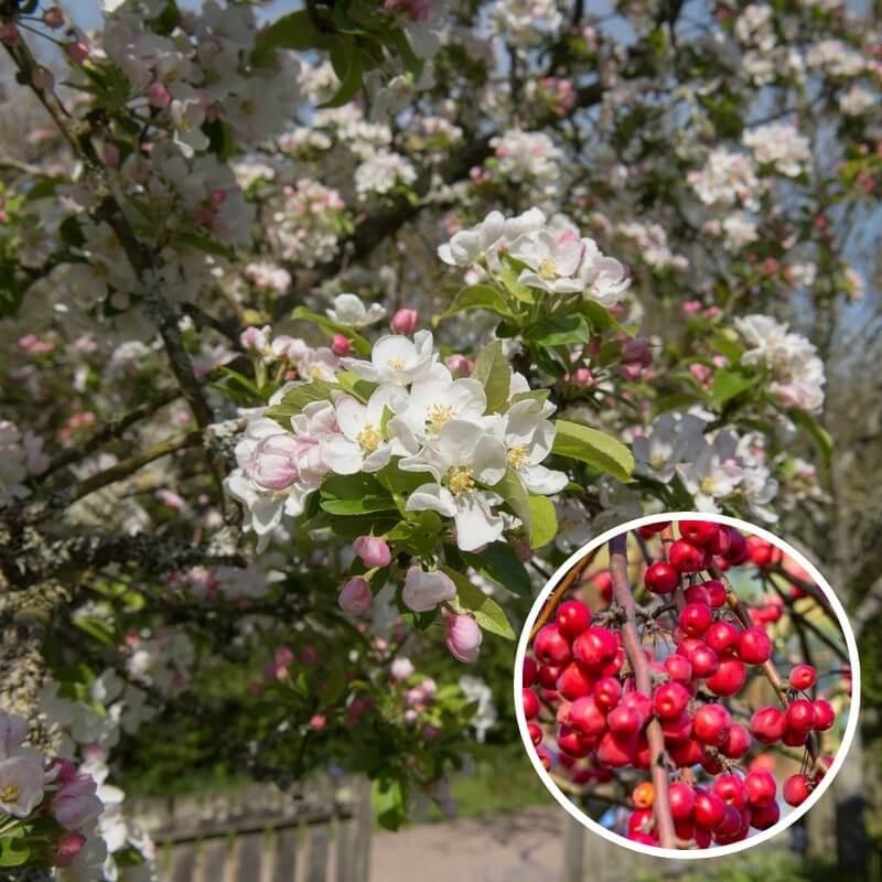Malus x robusta 'Red Sentinel' - Pommier à fleurs - fruits rouges
