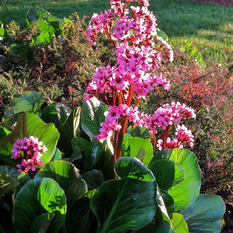 Bergenia cordifolia 'Eroica' - Bergénia rose