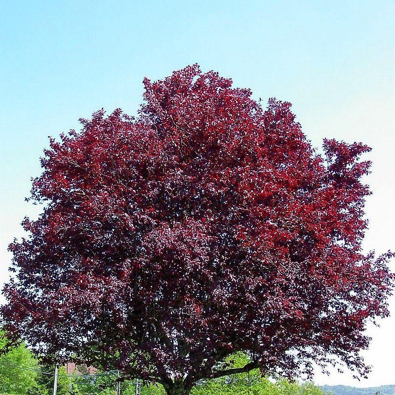 Prunus cerasifera 'Pissardii' - Prunier d'ornement pourpre