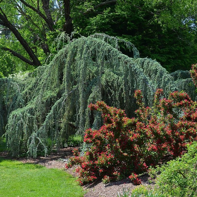 Cedrus atlantica 'Glauca Pendula' - Cèdre de l'Atlas pleureur